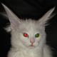 Image for article titled The Science Of How Eyes Glow In The Dark